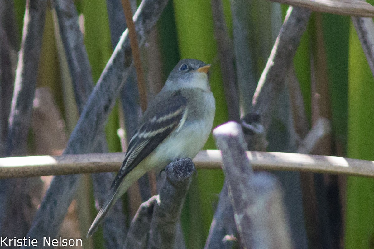 Alder Flycatcher - Kristie Nelson