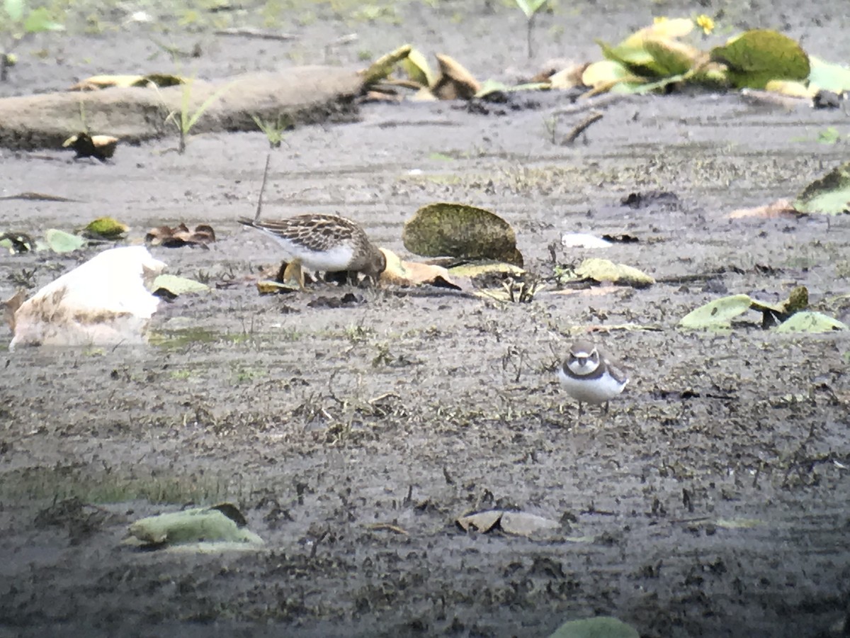 Semipalmated Plover - ML117032951