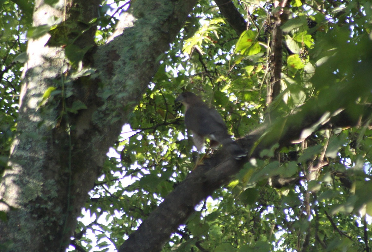 Cooper's Hawk - ML117033191