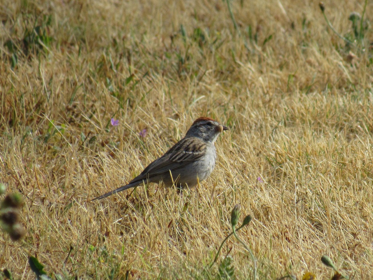 Chipping Sparrow - ML117036291