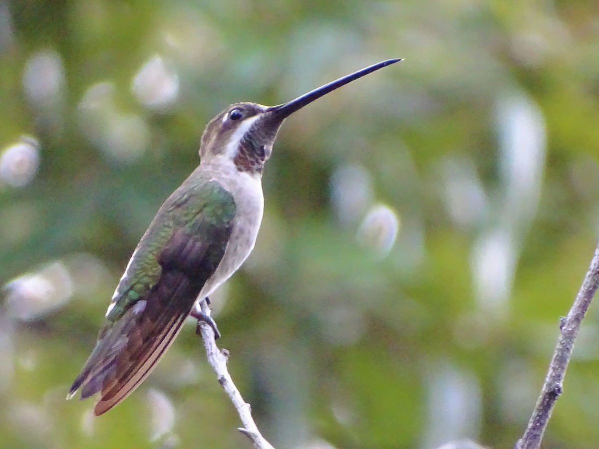 Plain-capped Starthroat - ML117036461