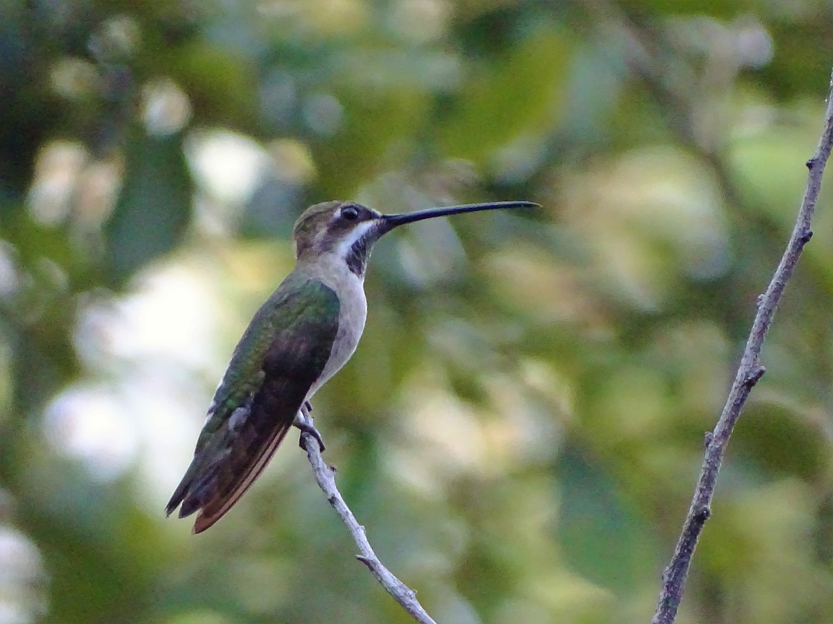 Plain-capped Starthroat - Alfonso Auerbach