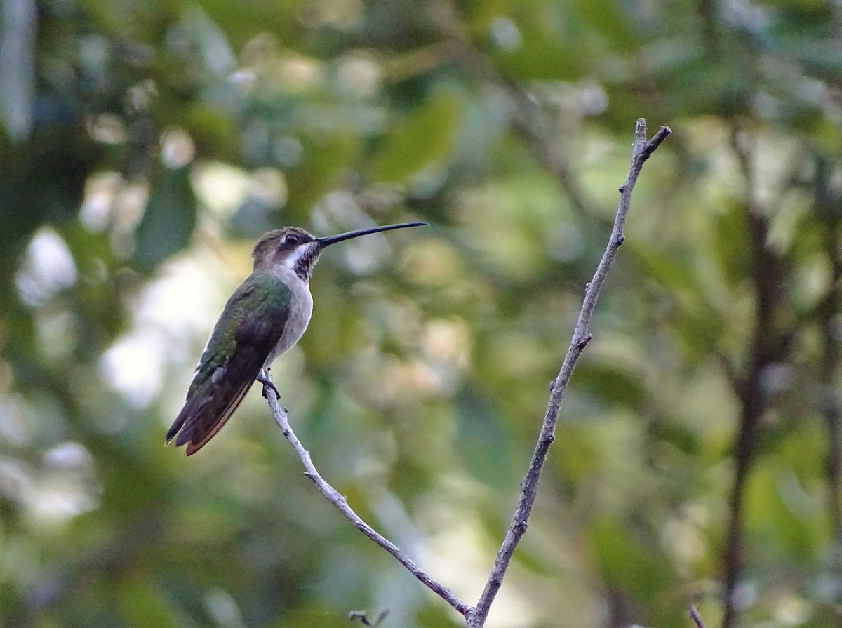 Plain-capped Starthroat - ML117036531