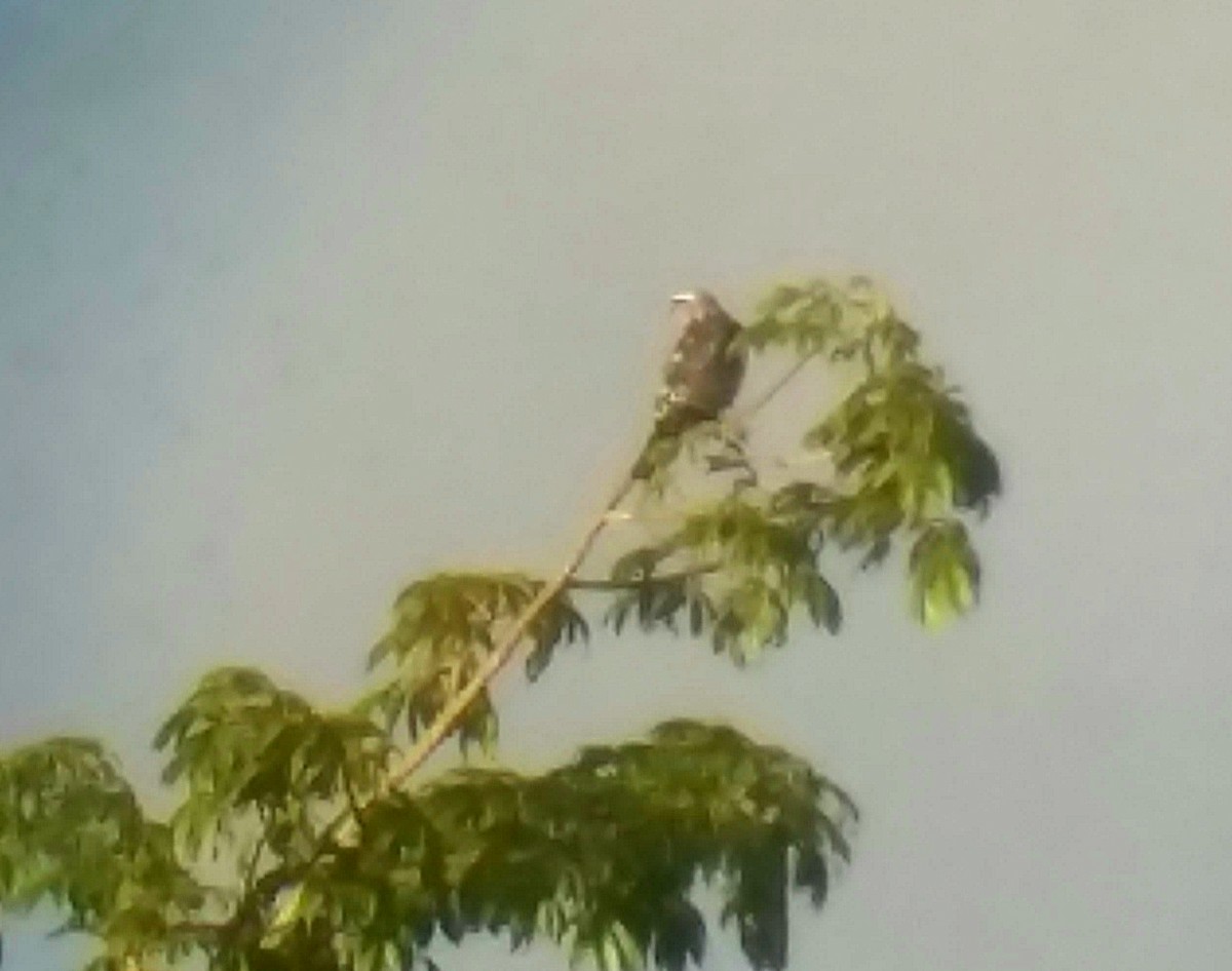 Mississippi Kite - ML117040031