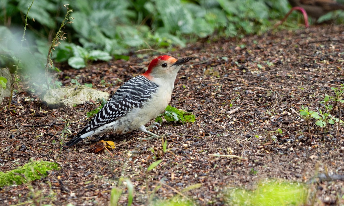 Red-bellied Woodpecker - Brad Heath