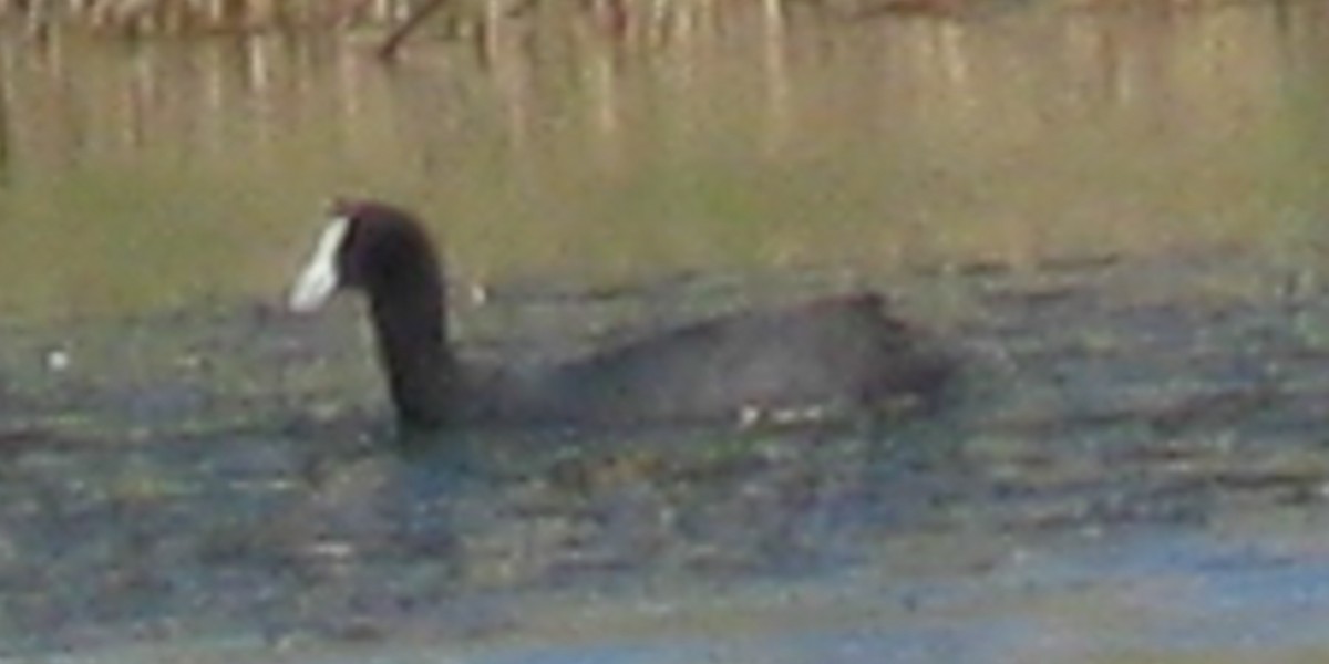 Red-knobbed Coot - ML117041931