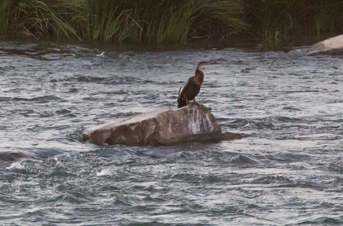 anhinga africká - ML117042321