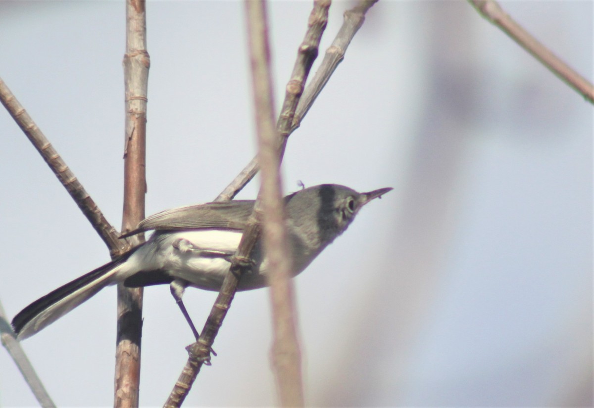 Blue-gray Gnatcatcher - ML117042741