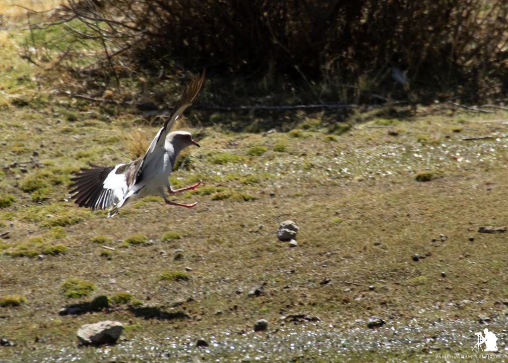 Andean Lapwing - ML117043001