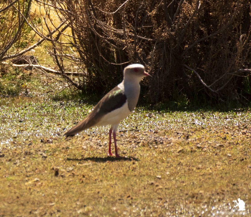 Andean Lapwing - ML117043011