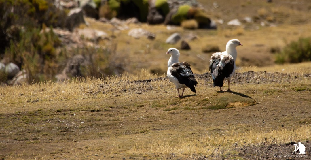 Andean Goose - ML117043141