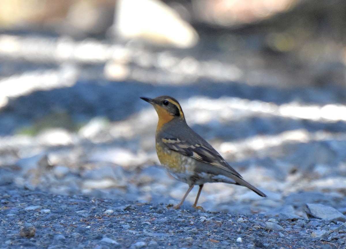 Varied Thrush - ML117043221