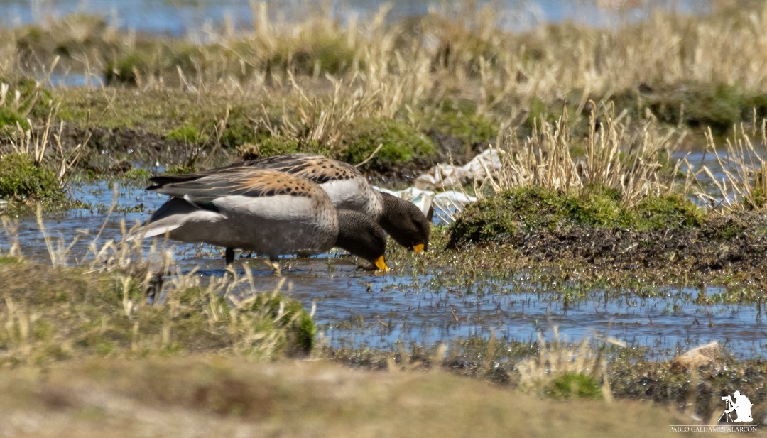 Yellow-billed Teal - ML117044801