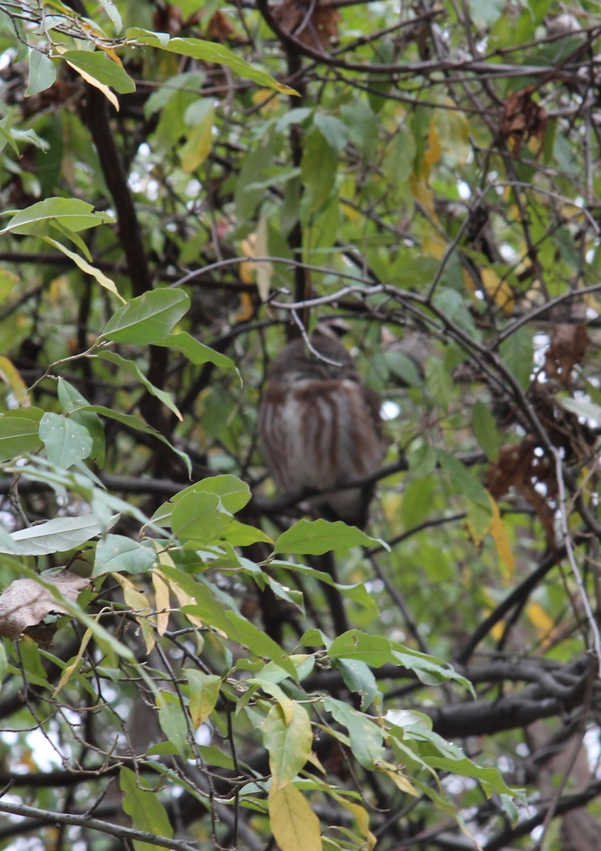 Northern Saw-whet Owl - ML117044961