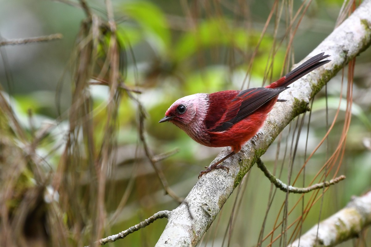 Pink-headed Warbler - ML117045261