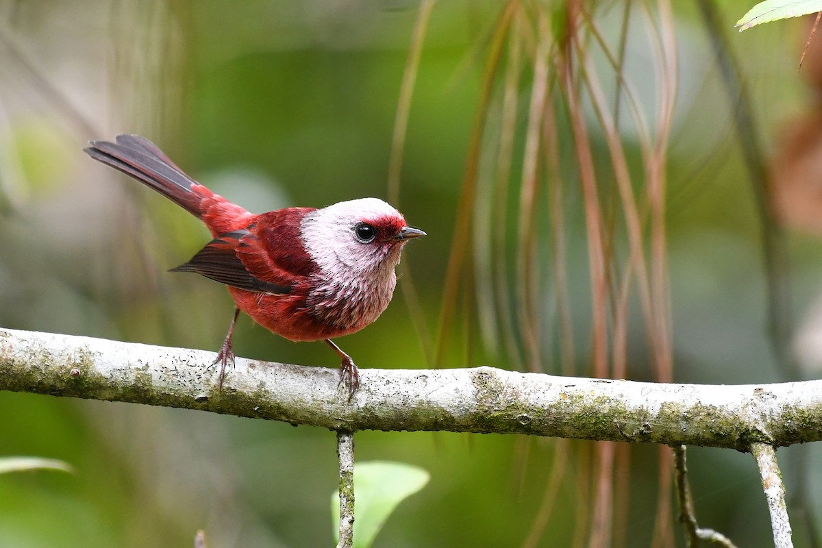 Pink-headed Warbler - ML117045271