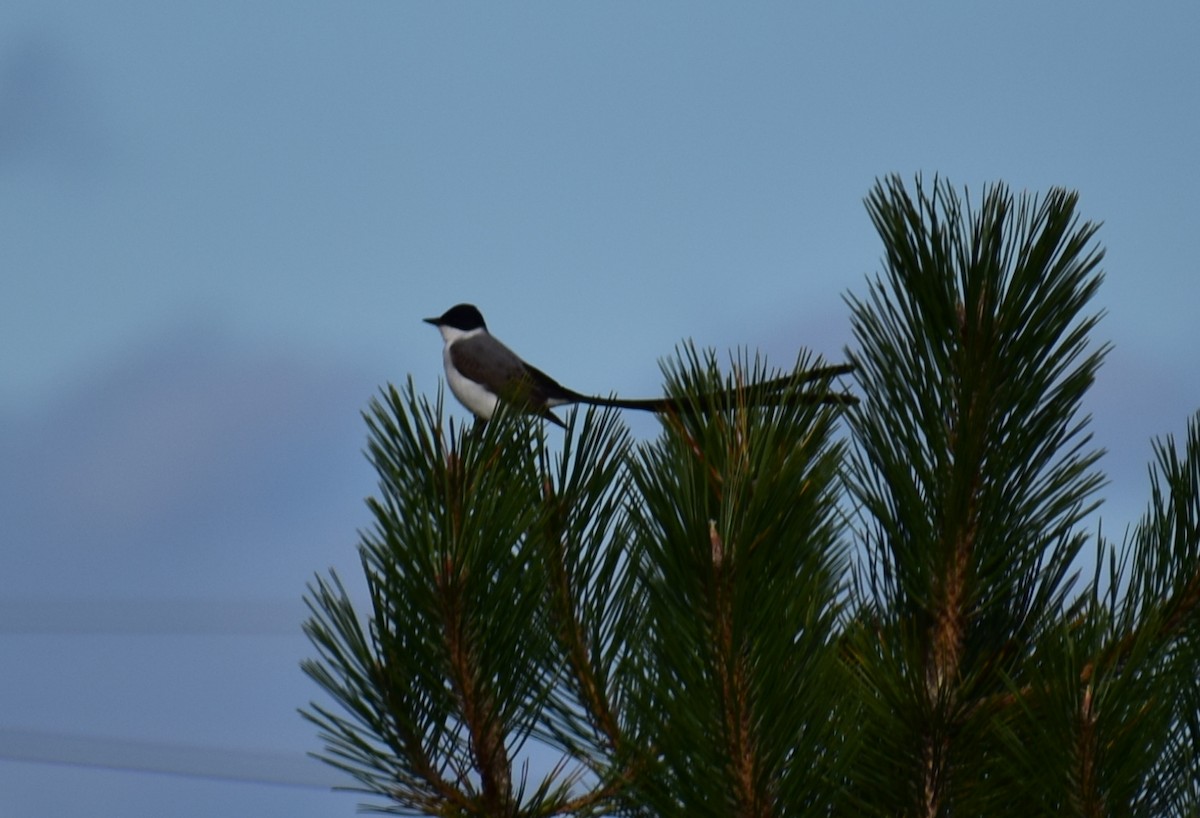 Fork-tailed Flycatcher - ML117047211