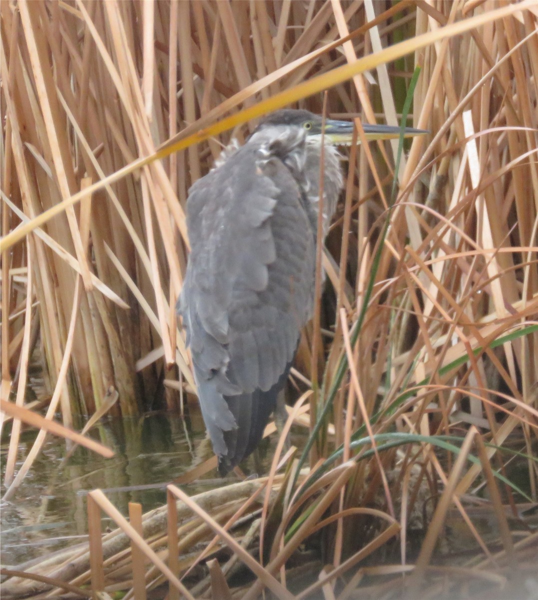 Great Blue Heron (Great Blue) - ML117047751