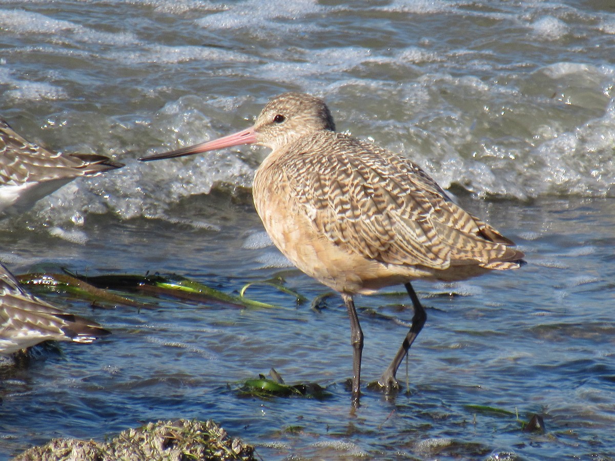 Marbled Godwit - Phil Wegener