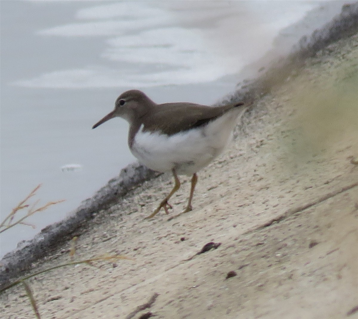 Spotted Sandpiper - Jo-Ann Moore