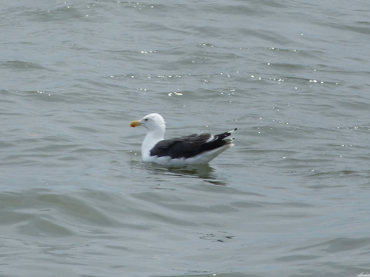 Great Black-backed Gull - ML117050481