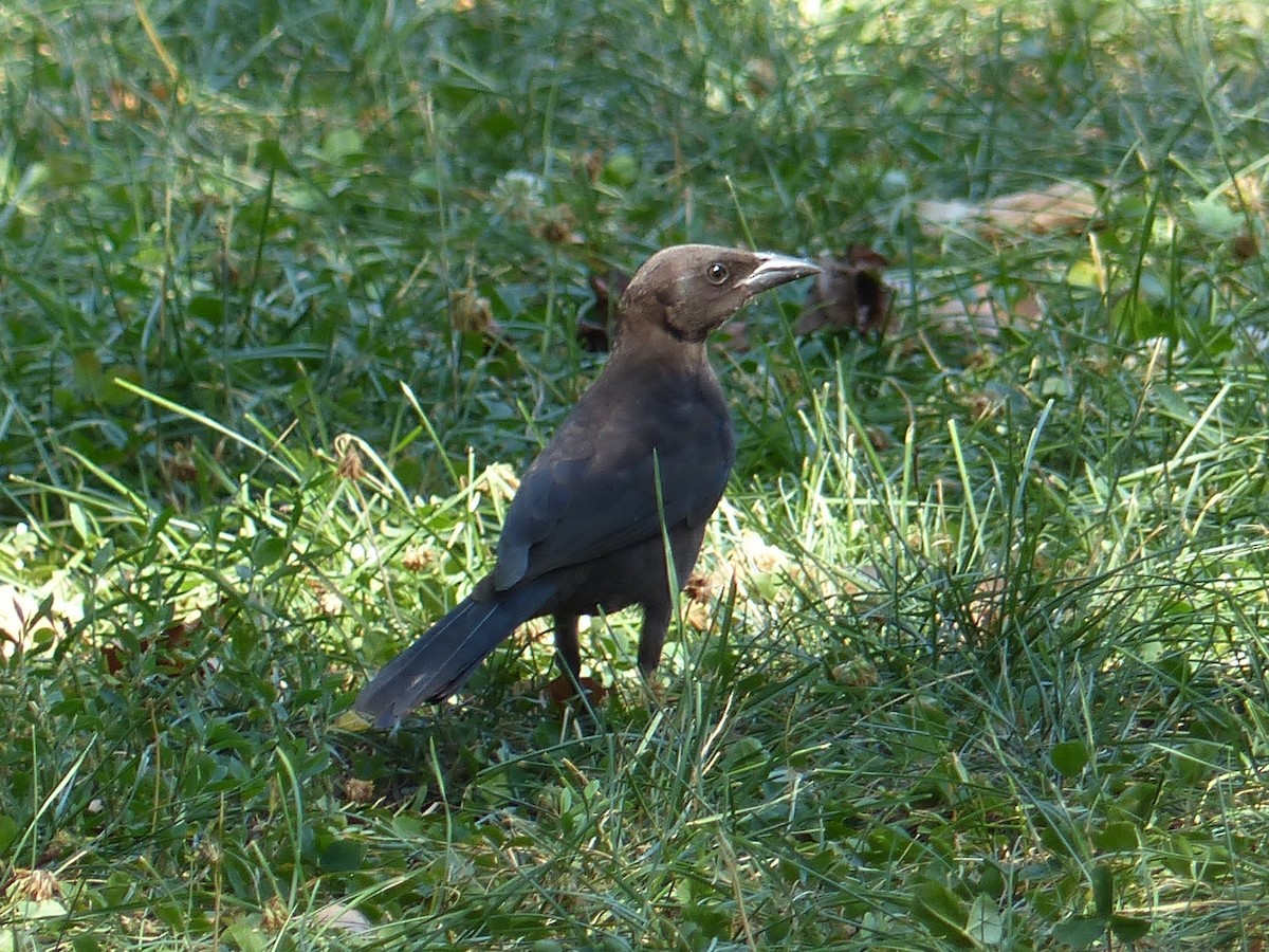 Common Grackle - ML117050541