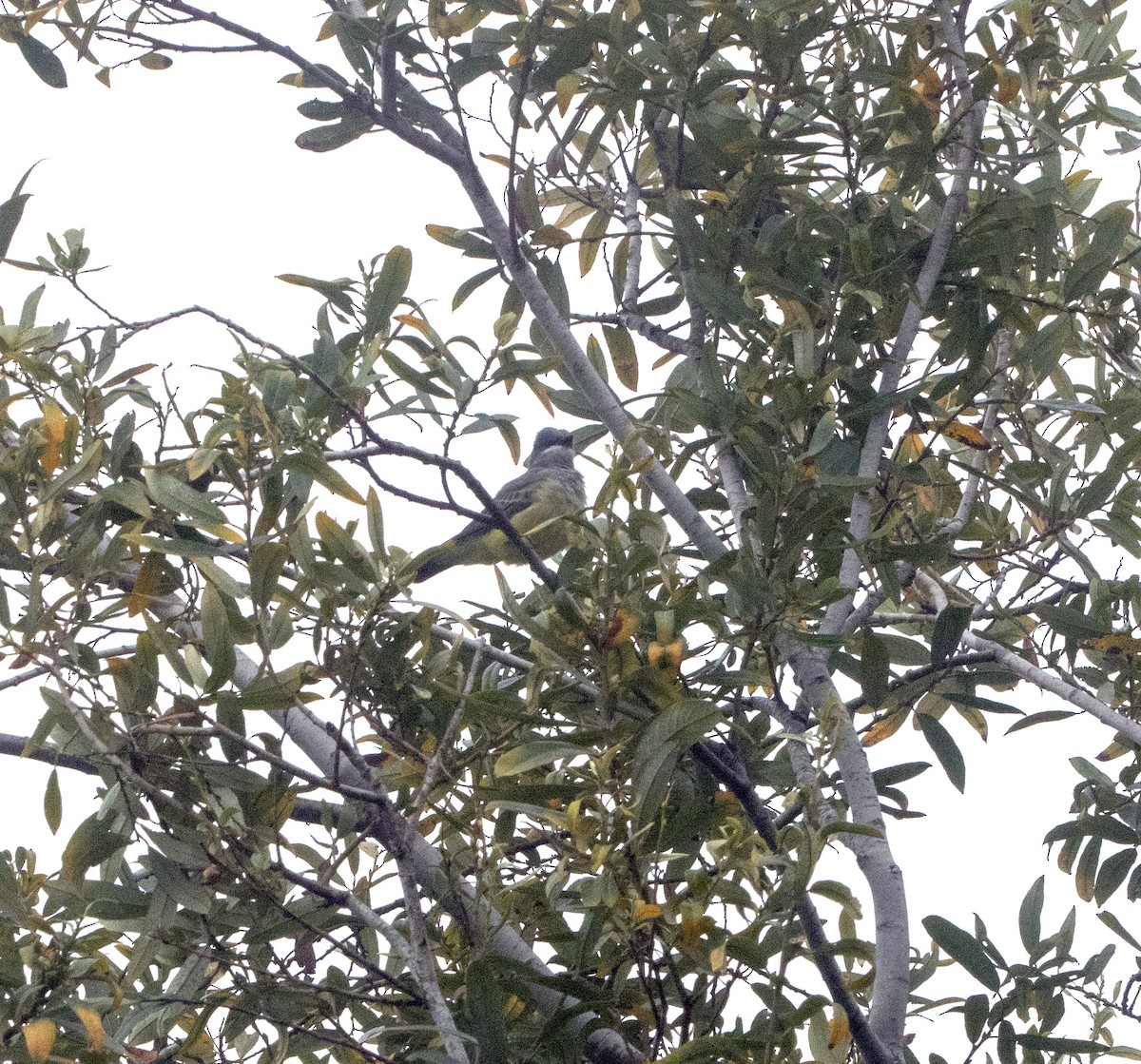 Cassin's Kingbird - ML117050841