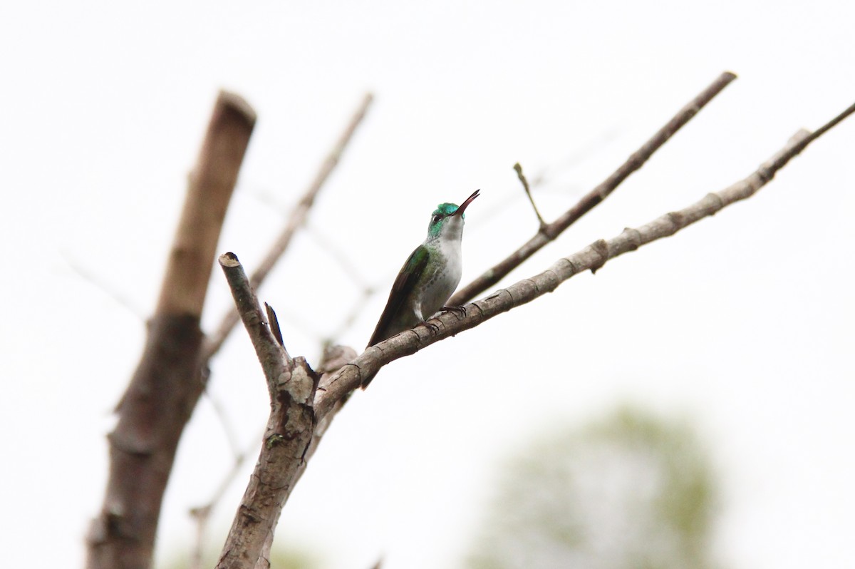 Andean Emerald - ML117052831