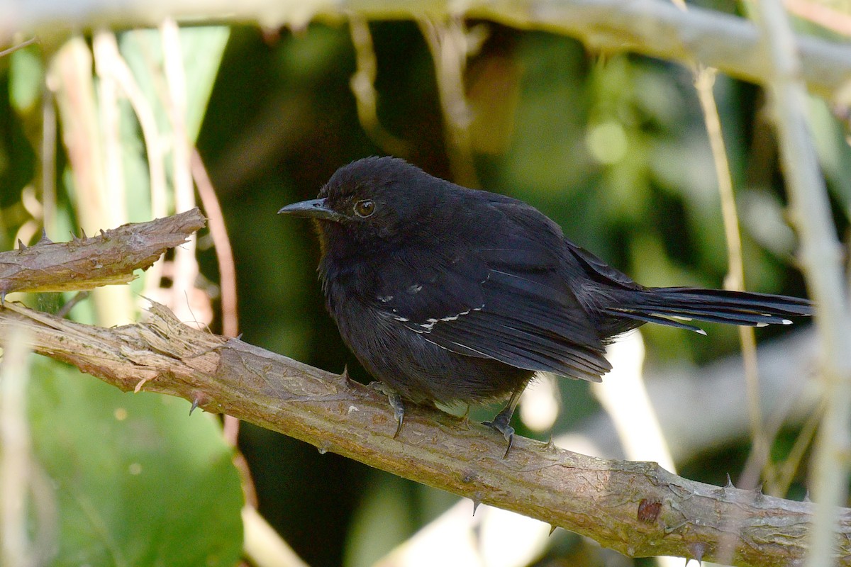 Mato Grosso Antbird - Luiz Moschini