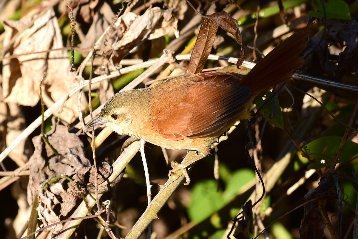 White-lored Spinetail - Luiz Moschini