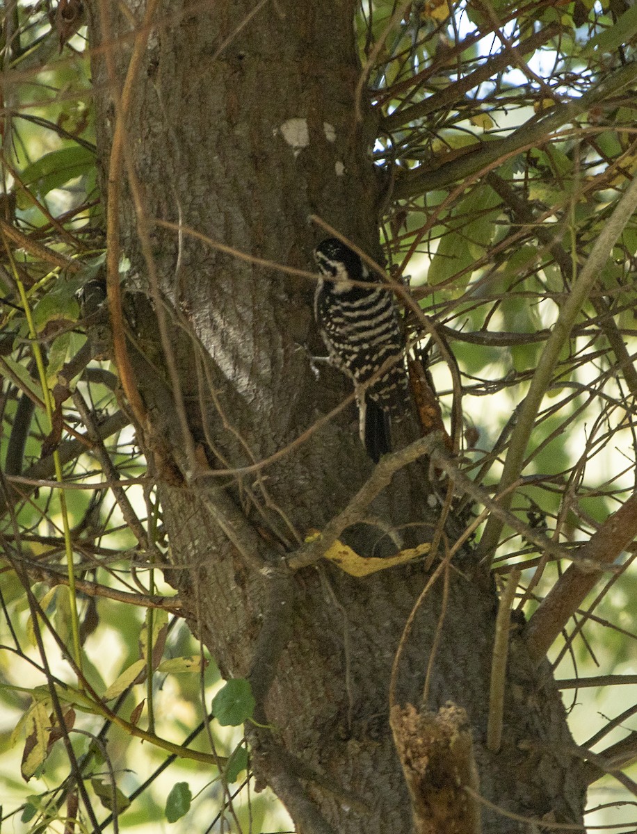 Nuttall's Woodpecker - Norman Pillsbury