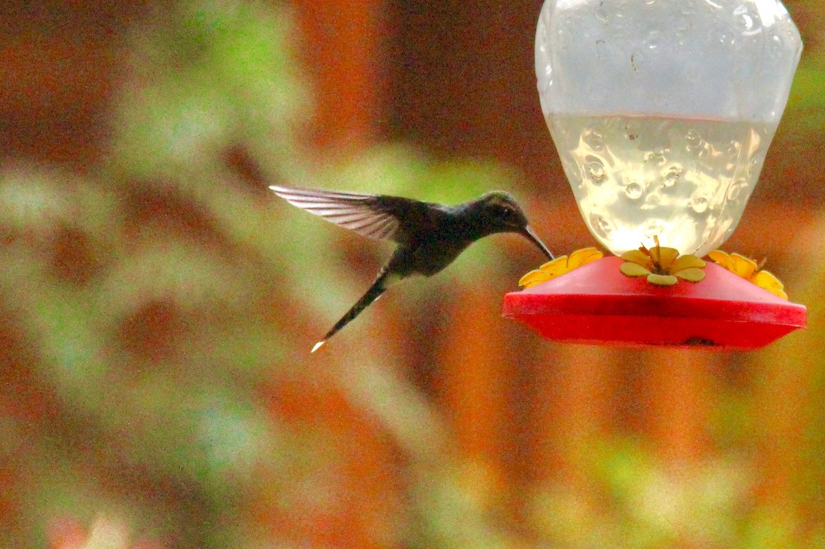 White-whiskered Hermit - ML117054381