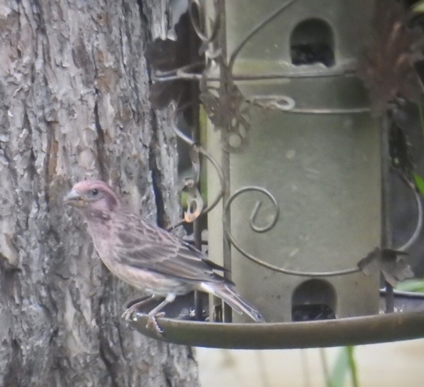 Purple Finch - ML117054811