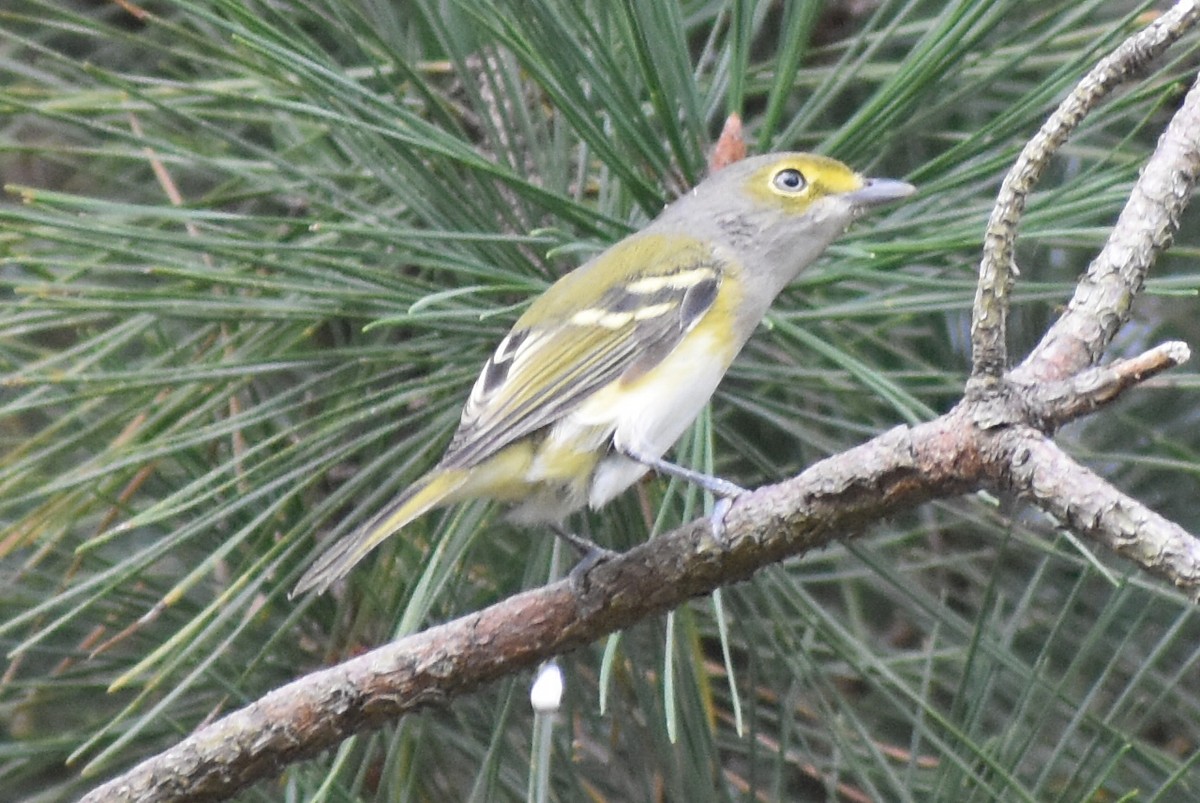 Ak Gözlü Vireo - ML117055251