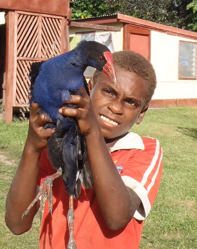 Australasian Swamphen - ML117055551