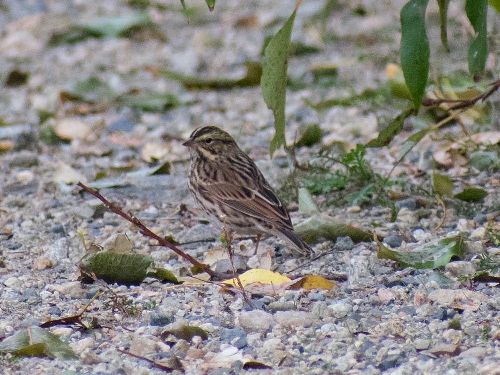 Savannah Sparrow - ML117057471