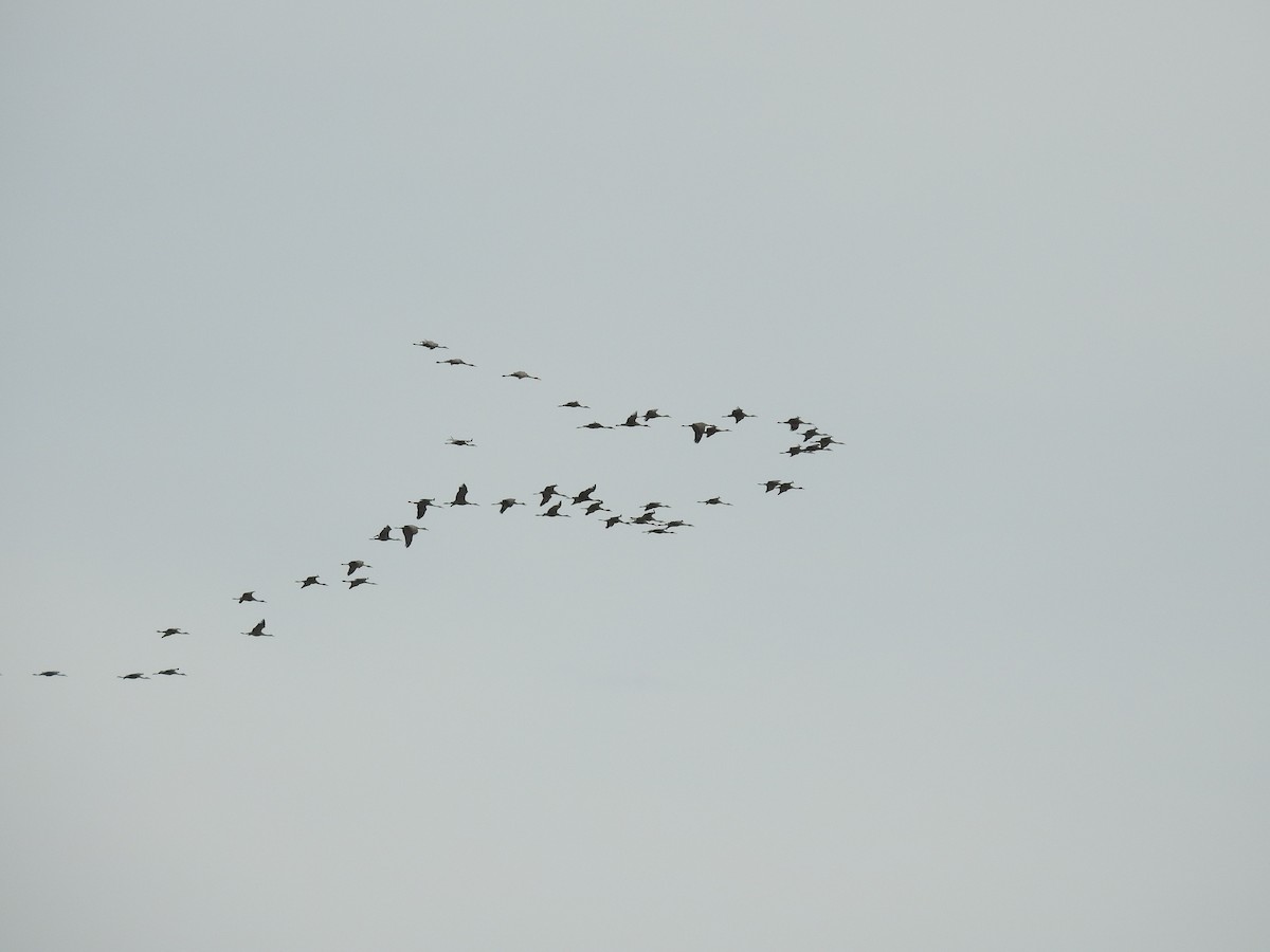 Sandhill Crane - ML117059971