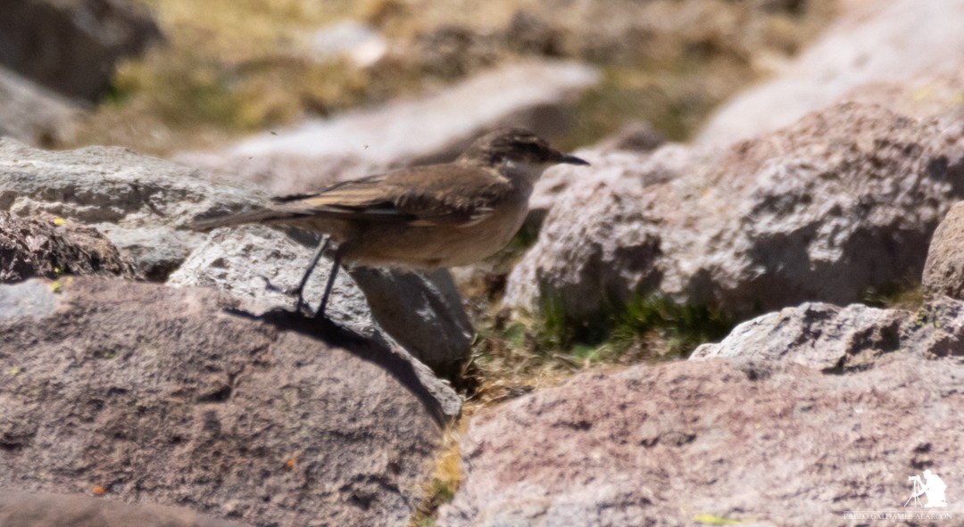 Cream-winged Cinclodes - ML117062301