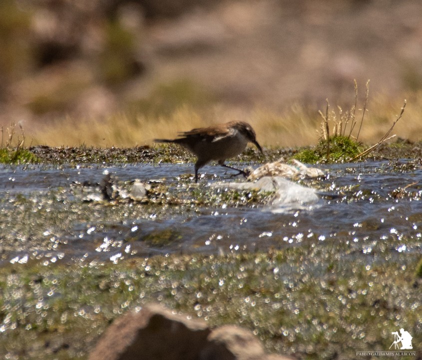 Cream-winged Cinclodes - ML117062461