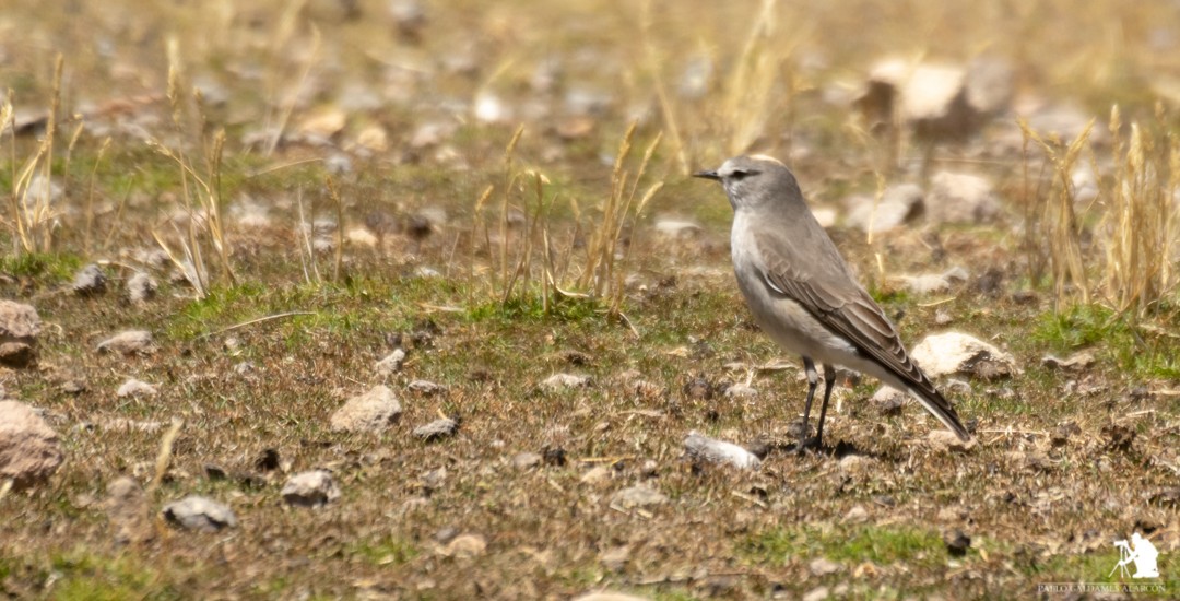 Ochre-naped Ground-Tyrant - ML117062701