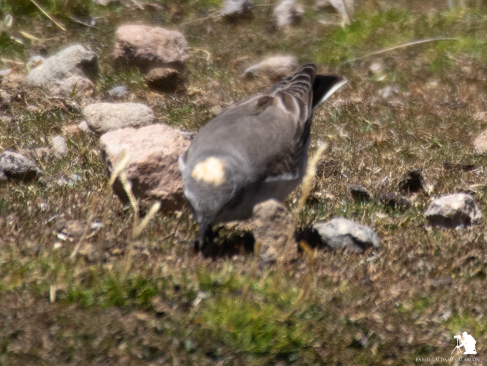 Ochre-naped Ground-Tyrant - ML117062881