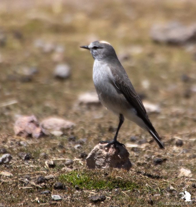 Ochre-naped Ground-Tyrant - ML117063151