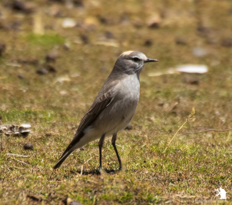 Ochre-naped Ground-Tyrant - ML117063481