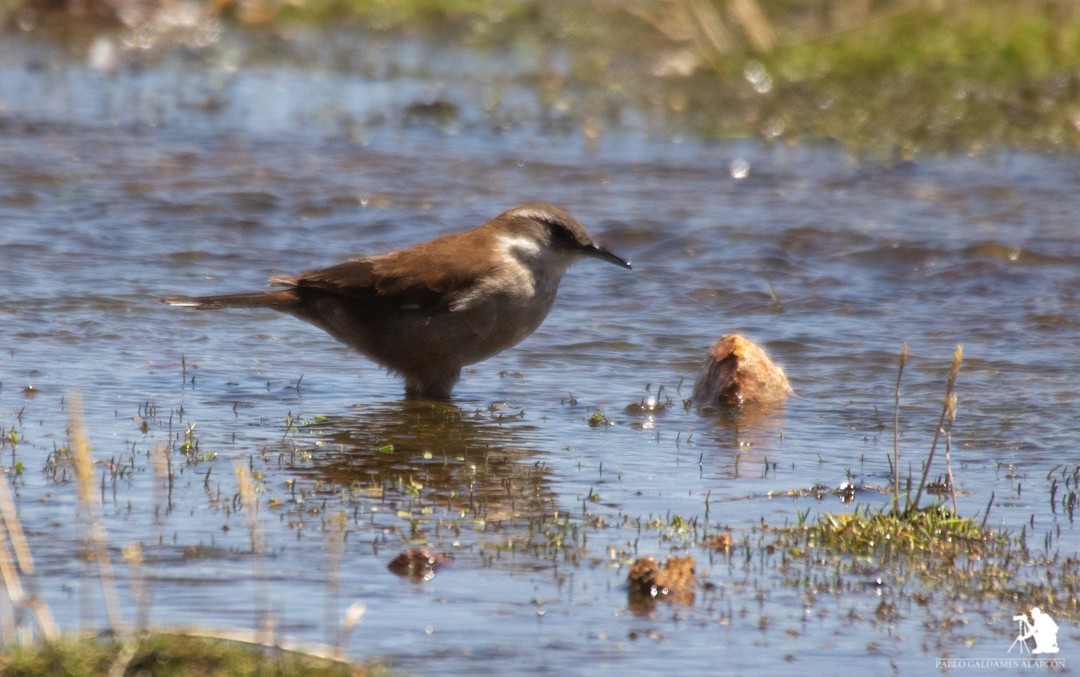Cream-winged Cinclodes - ML117063561
