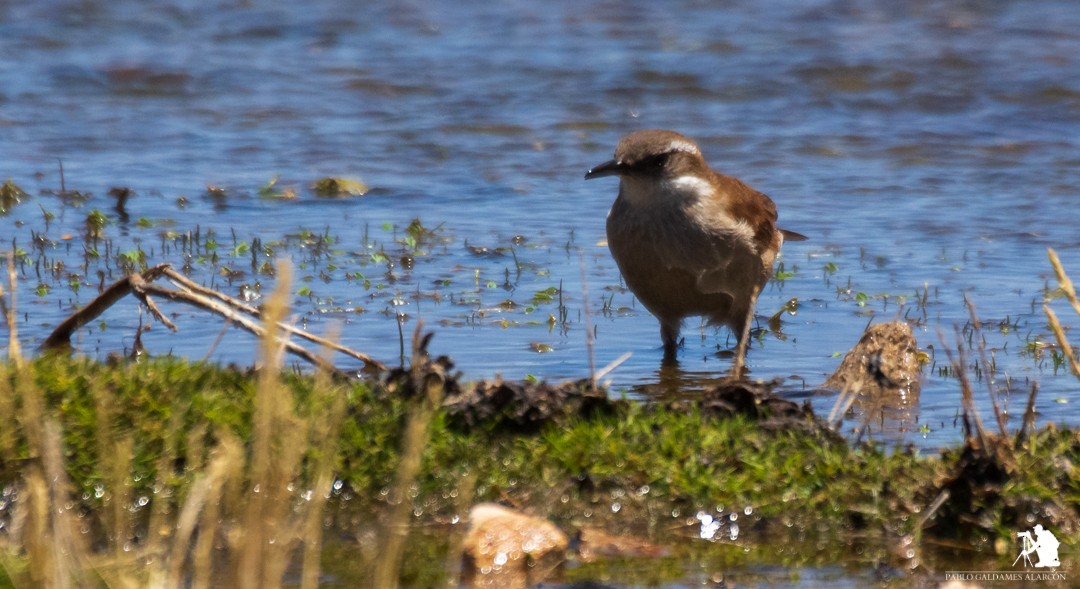 Cream-winged Cinclodes - ML117063921