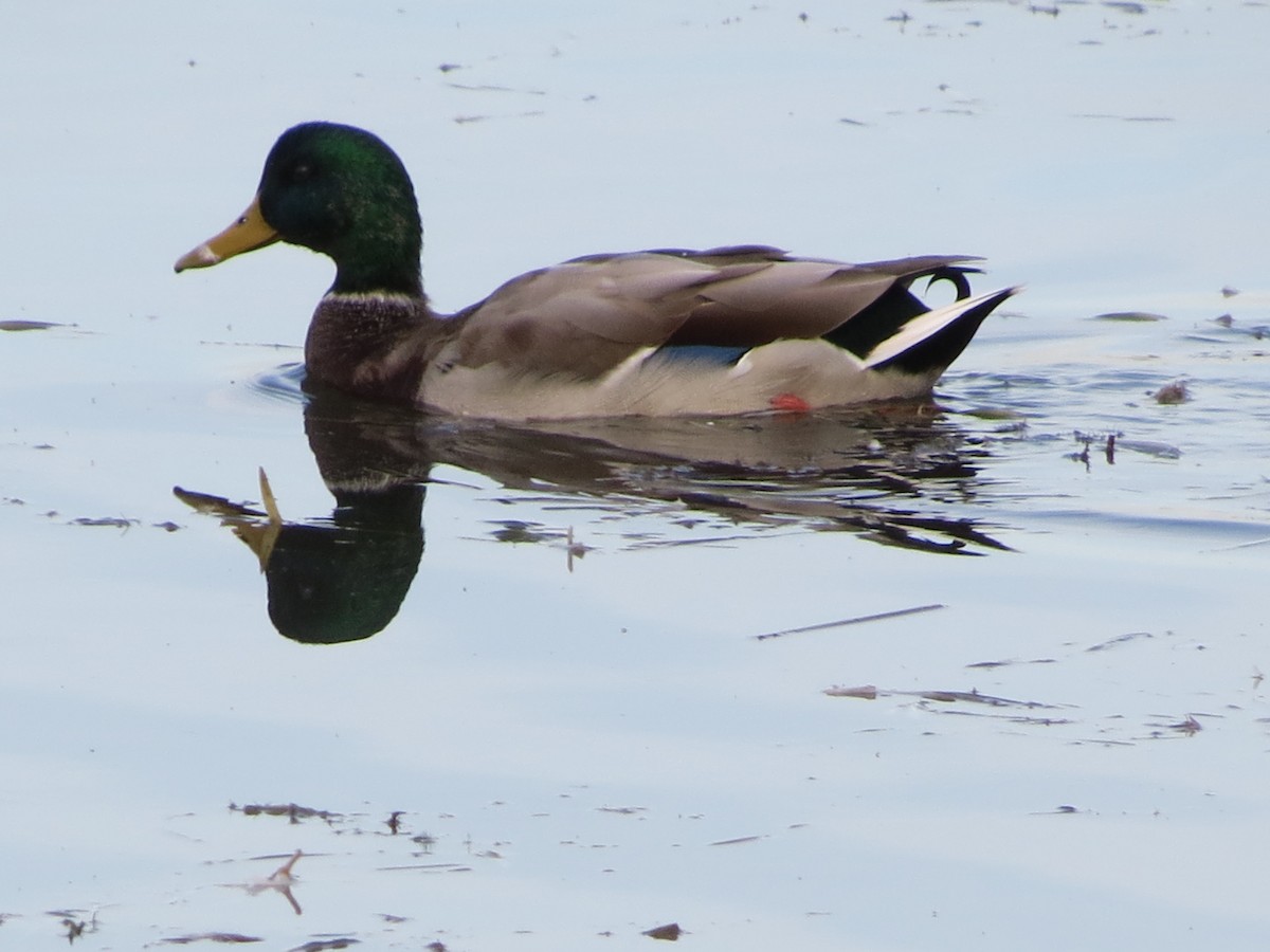 Mallard - ML117065881