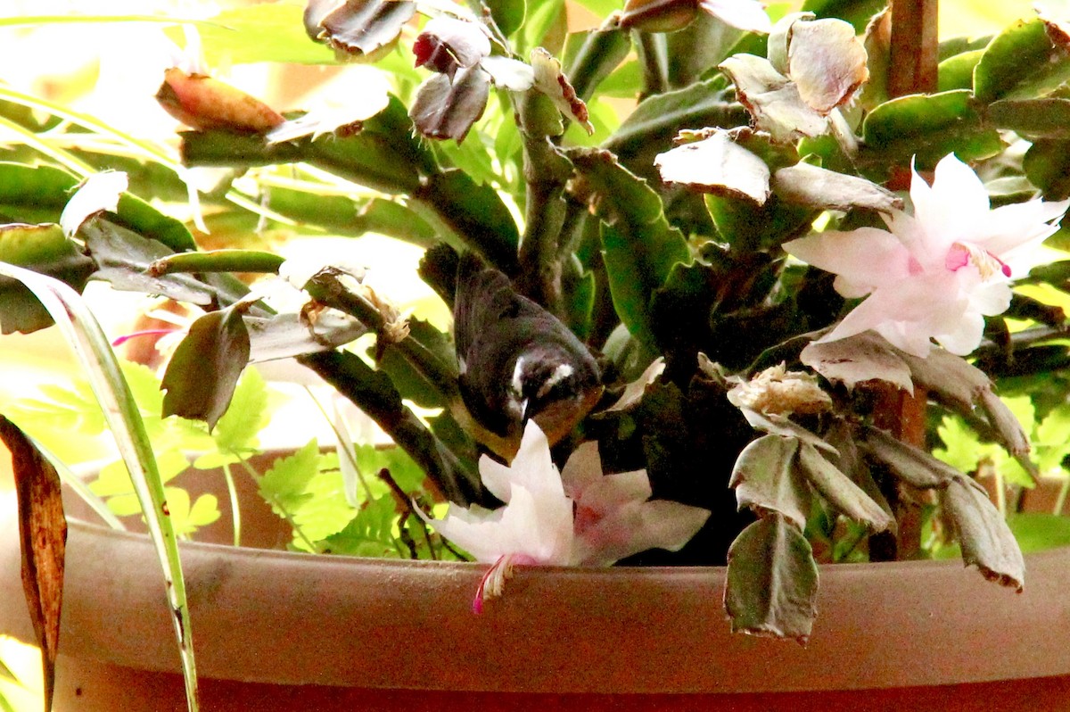 Bananaquit - ML117066581