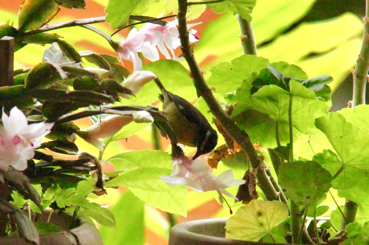 Bananaquit - ML117066671