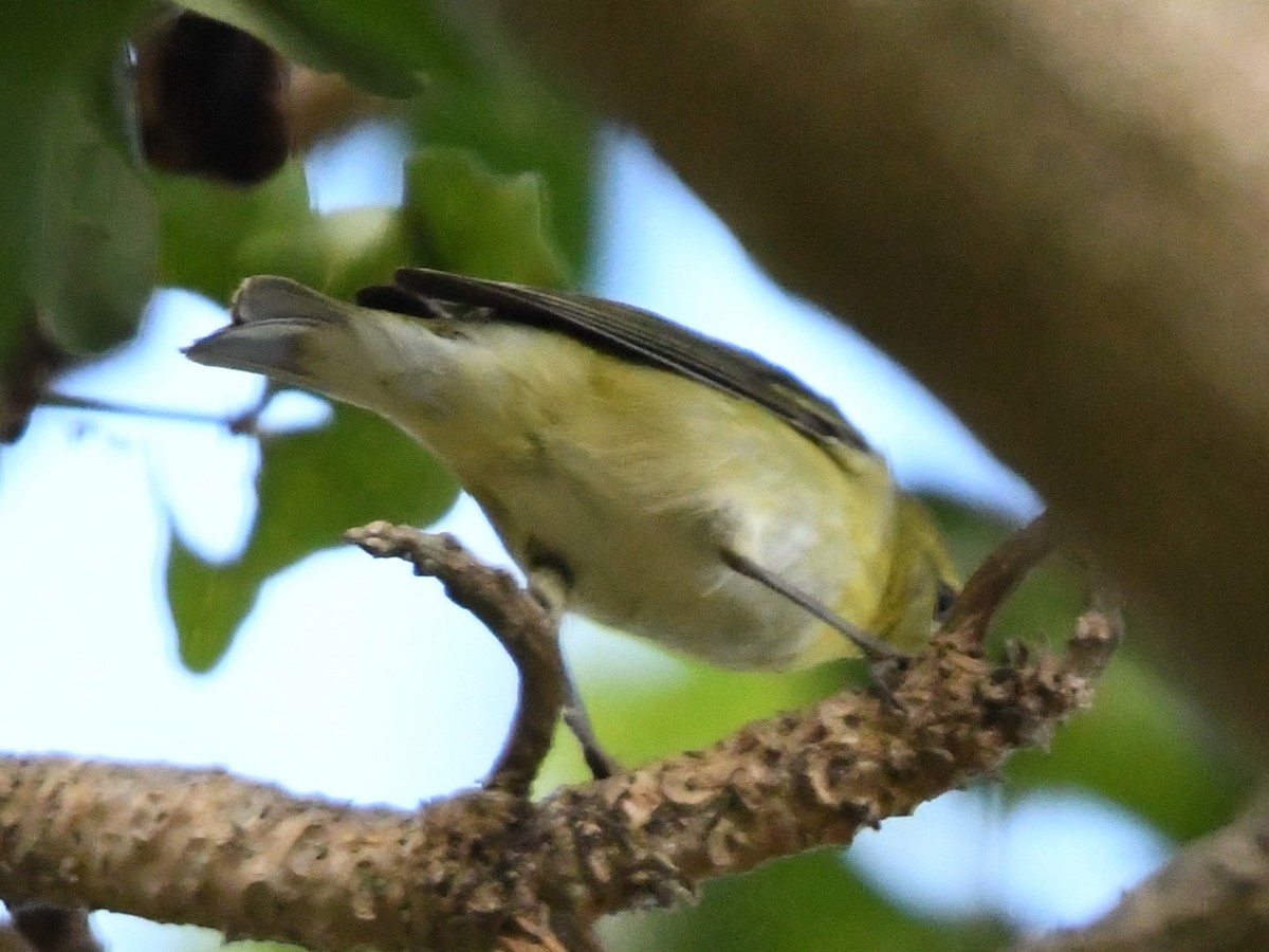 Tennessee Warbler - ML117067311