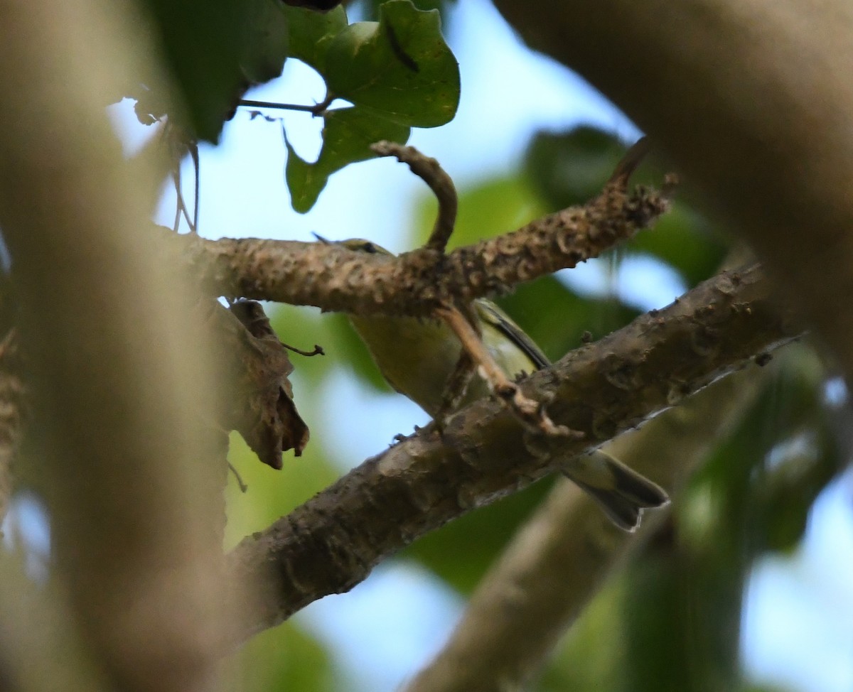 Tennessee Warbler - ML117067341